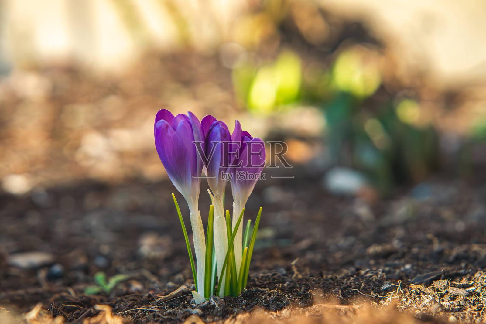 初春美好的一天，紫色的番红花悄然绽放。大自然在冬季后苏醒。特写花朵，背景模糊。照片摄影图片