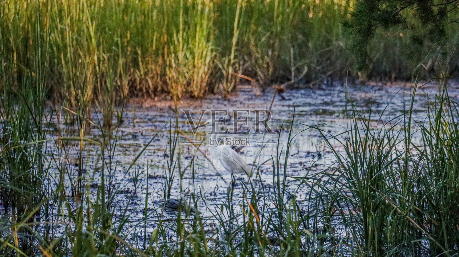 一只弯曲河流的白鹭照片摄影图片
