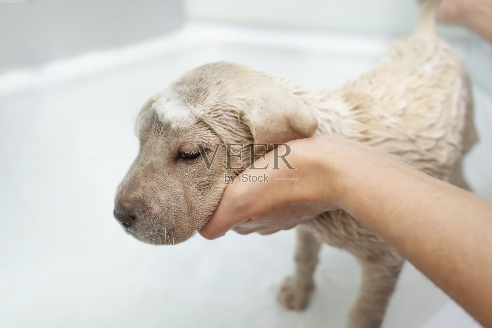 女人的手在浴室里给小狗洗澡，柔焦特写照片摄影图片