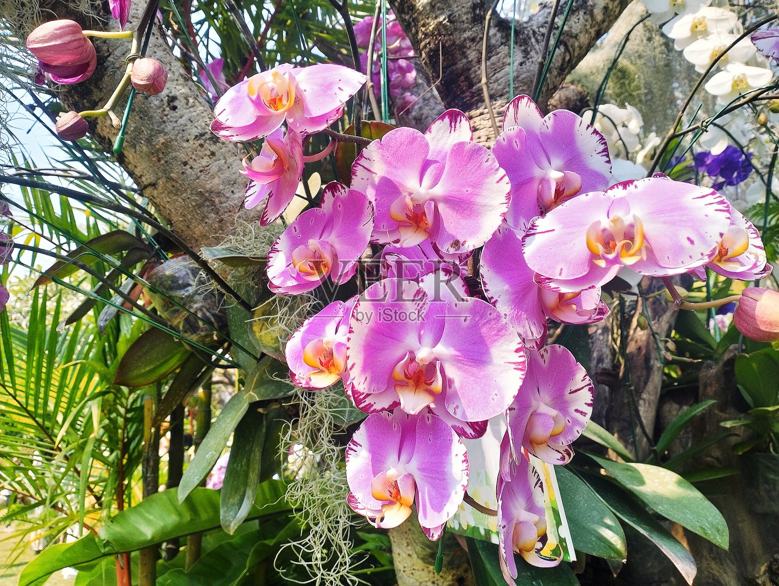 粉色的万代兰兰花照片摄影图片