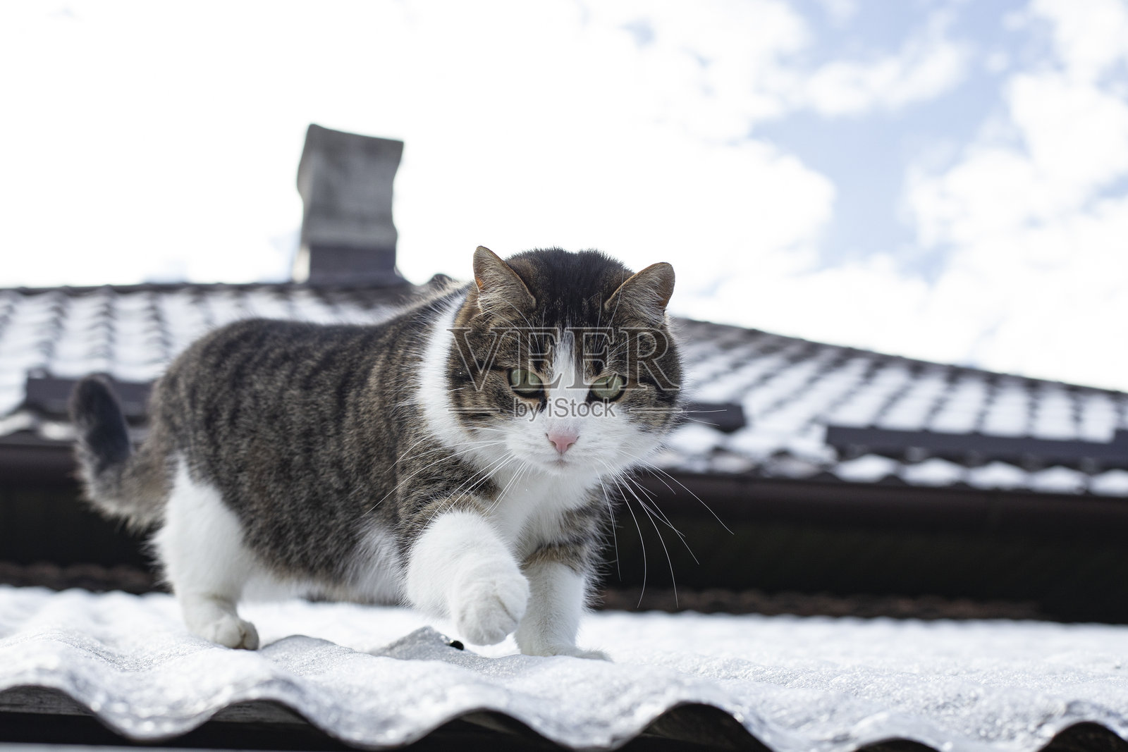 可爱的猫咪在阴沉的冬日里，走在冰冻的雪屋顶上，进行狩猎。照片摄影图片