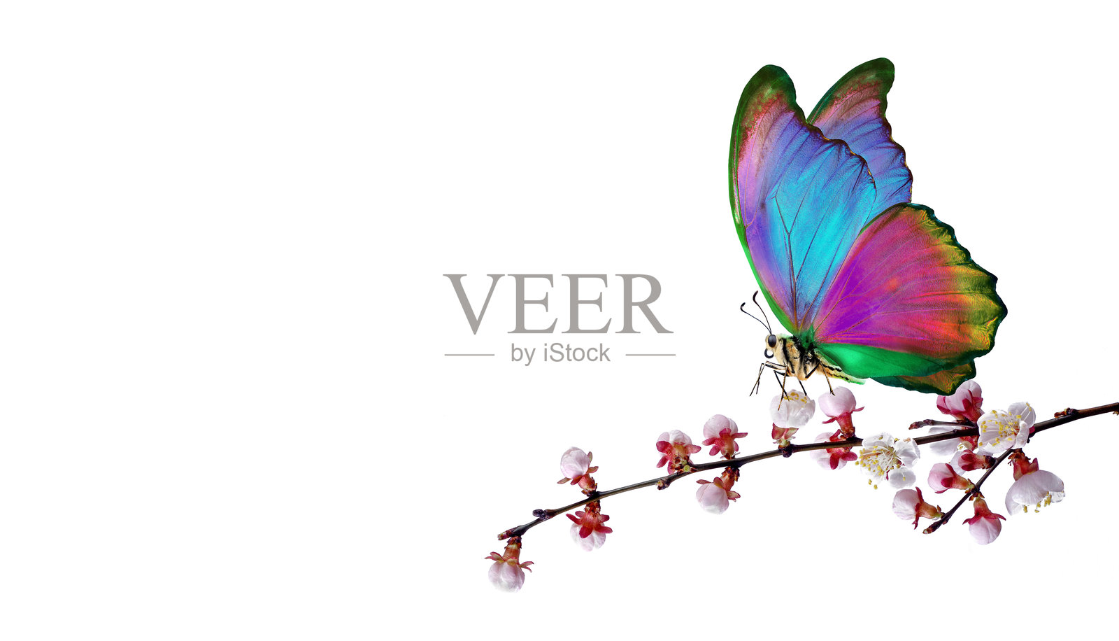 明亮的热带蓝闪蝶停在白色春花上。樱花枝条孤立在白色背景上。留白空间。照片摄影图片