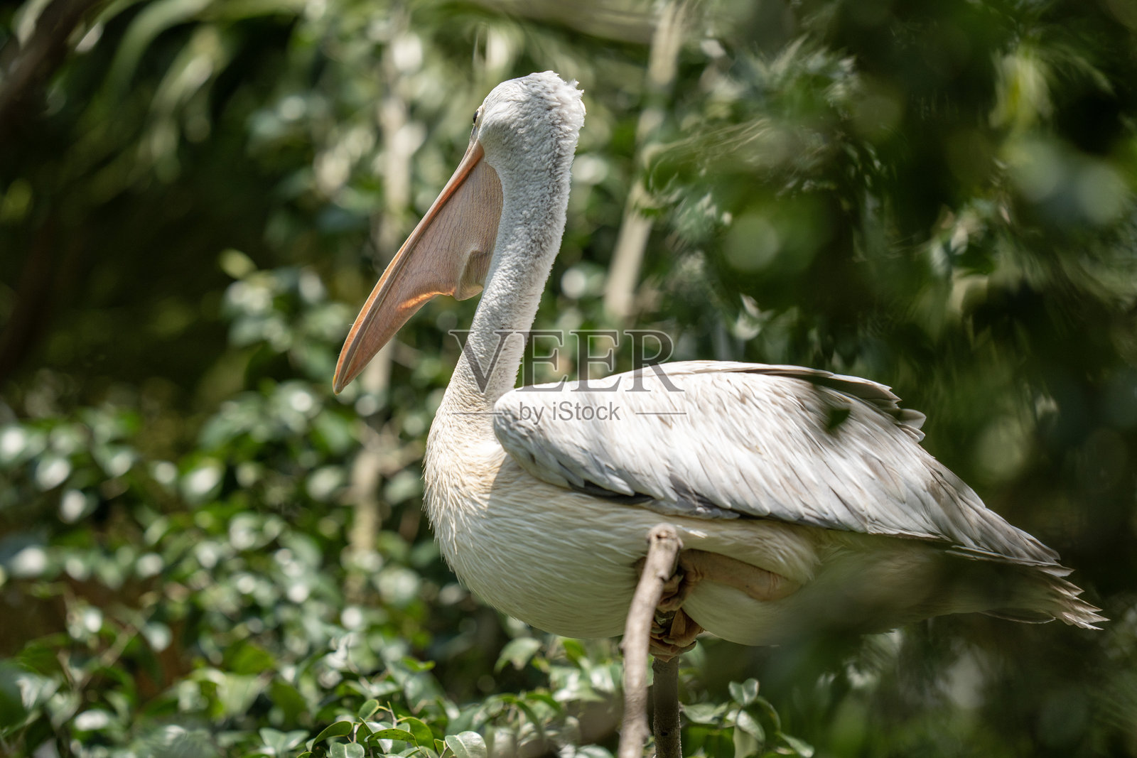 斑头鸥照片摄影图片