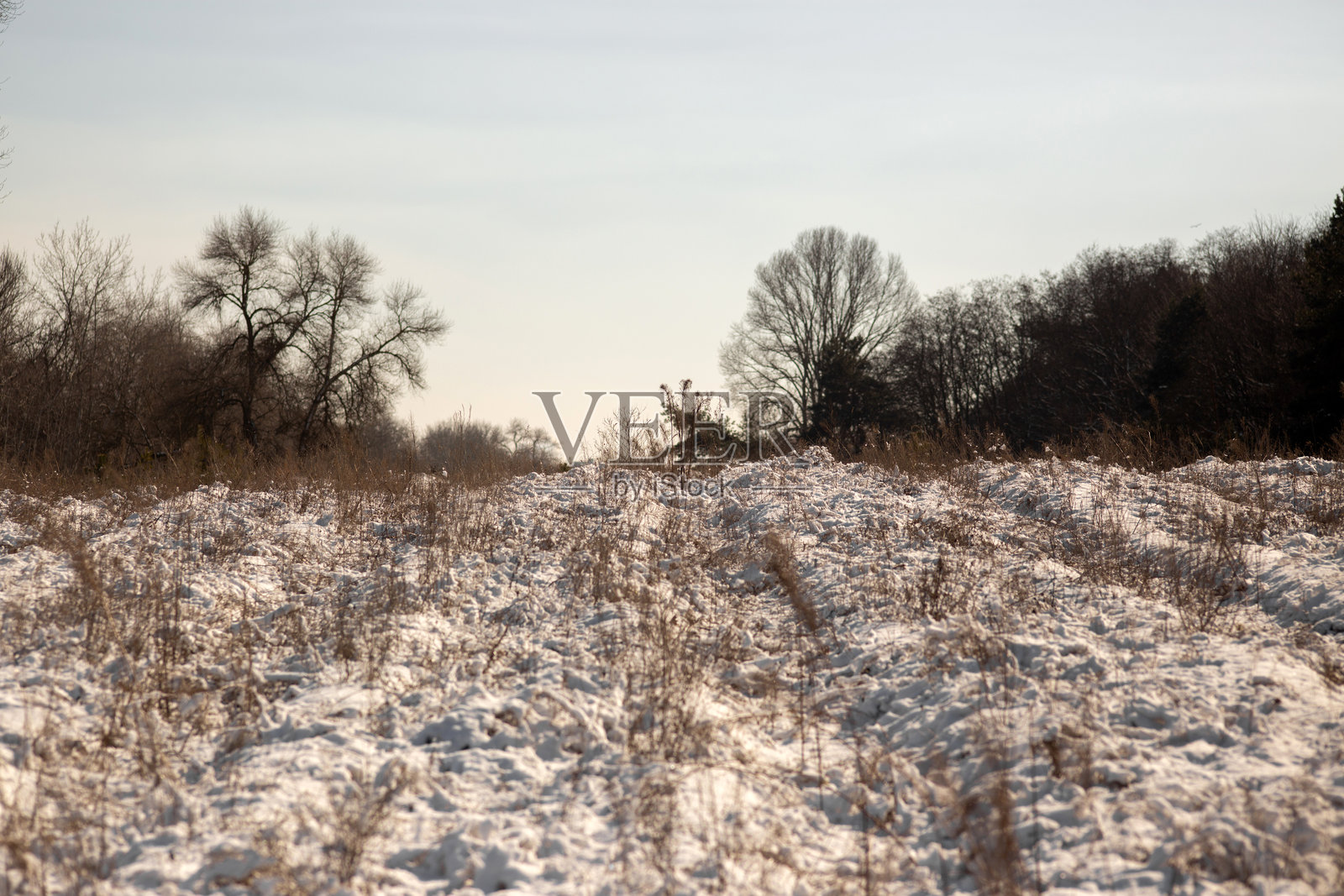 冬季森林场景照片摄影图片