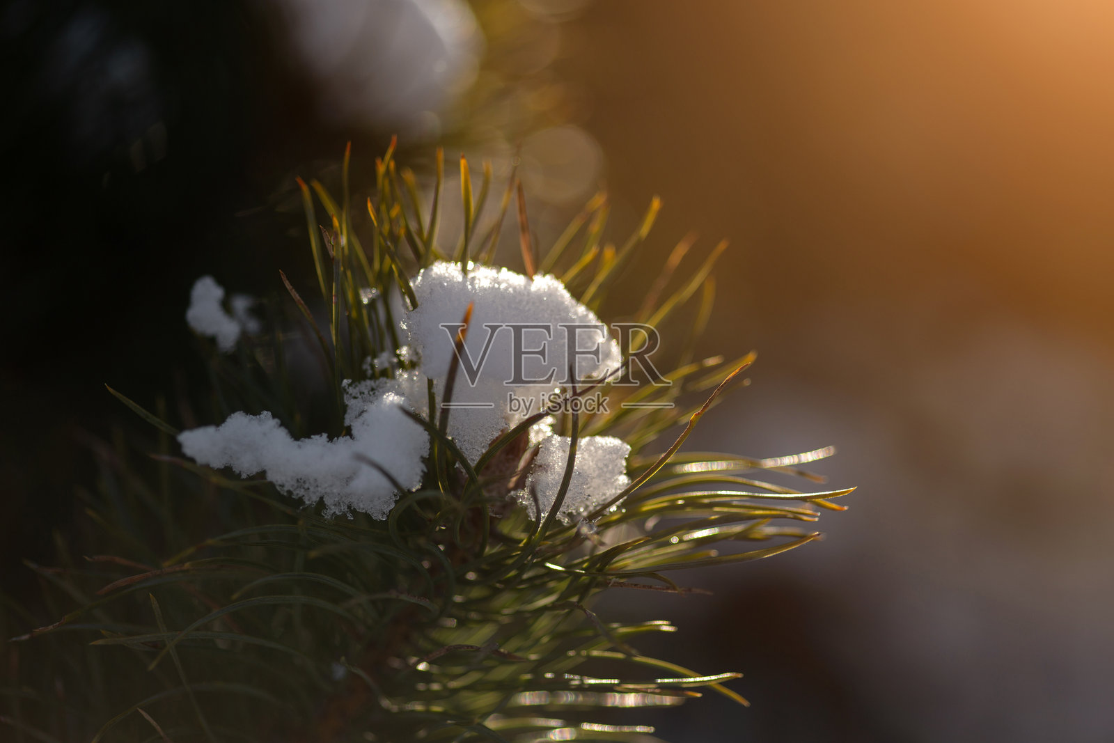 冬季森林场景照片摄影图片