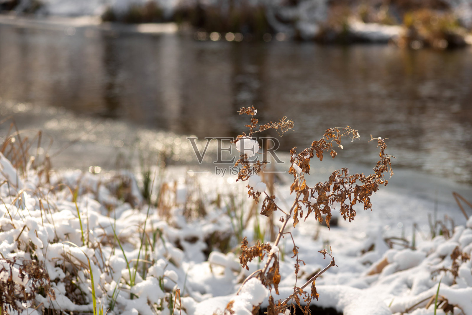 冬季森林场景照片摄影图片