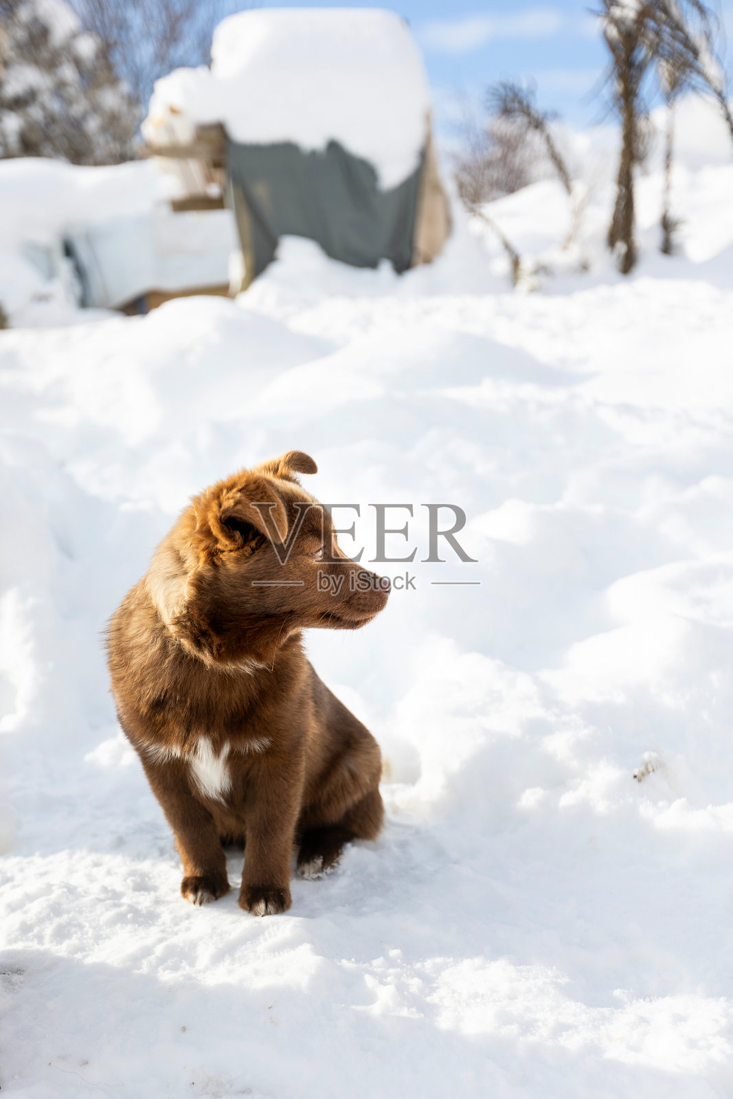 棕色杂种小狗坐在户外。混合品种照片摄影图片