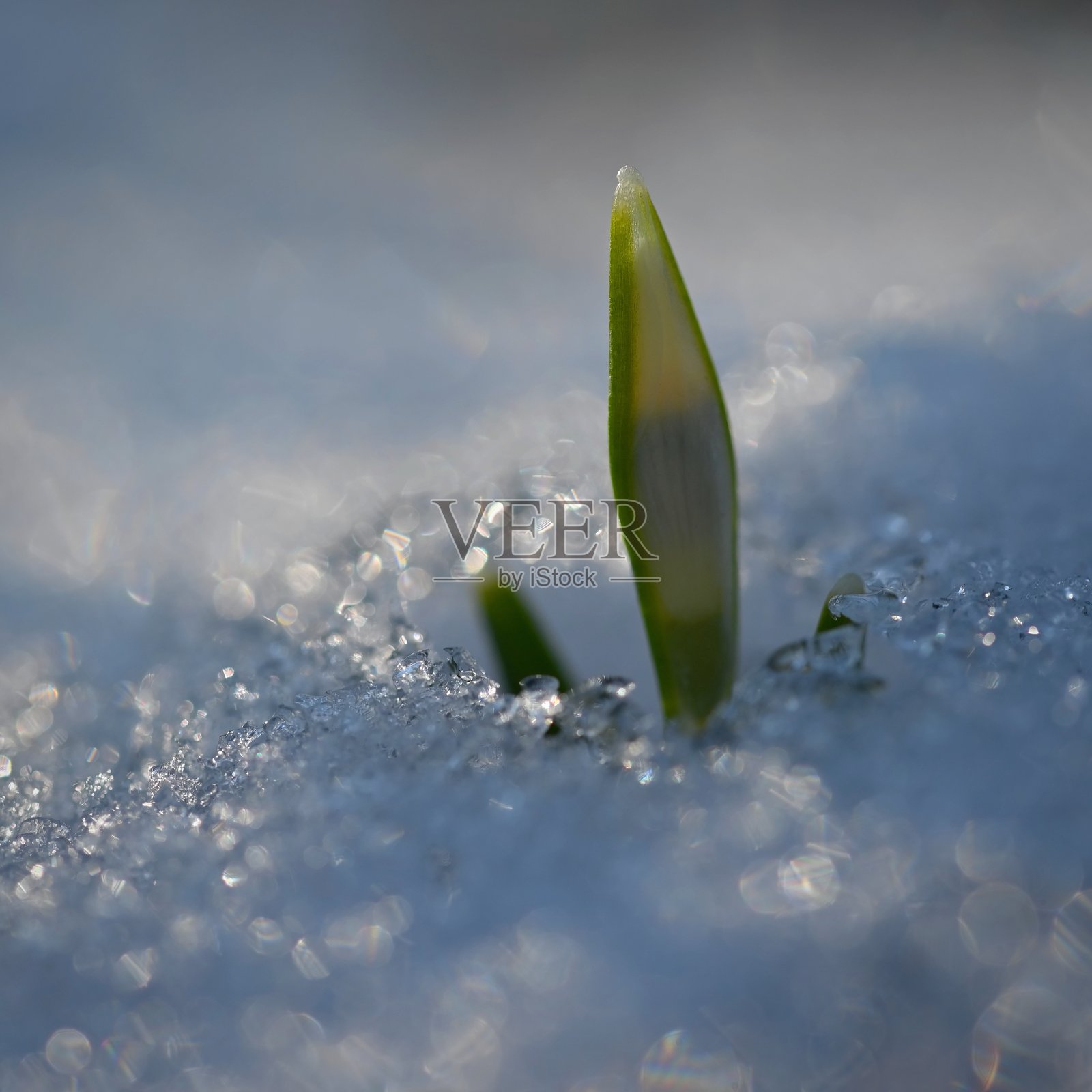 雪花莲春季花朵。在日落时分，优雅地盛开在草地上。细腻的雪花莲花是春天的象征之一。（石蒜科 - 雪花莲）照片摄影图片