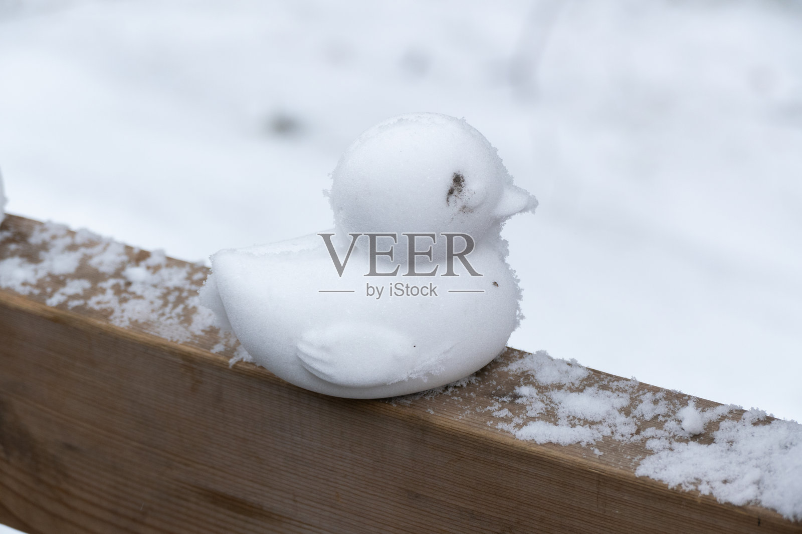 木栅栏上的雪鸭照片摄影图片