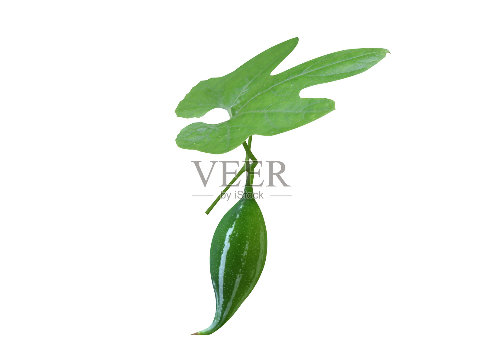 尖果苦瓜果实与叶子照片摄影图片