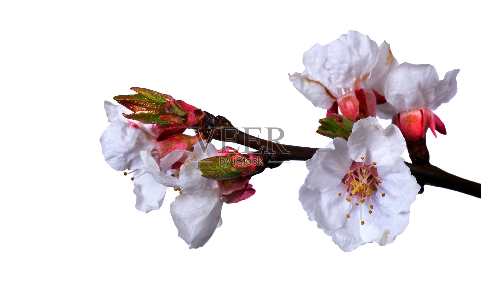 盛开的杏树枝，孤立在白色背景上。特写。春天的花朵。照片摄影图片