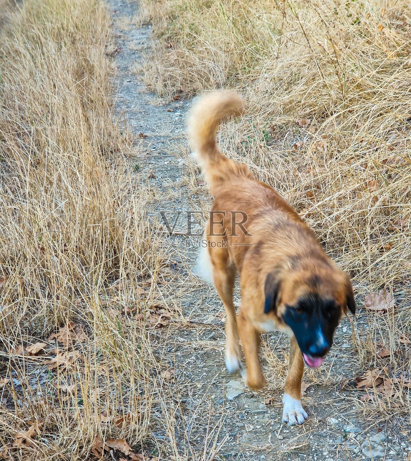 狗照片摄影图片