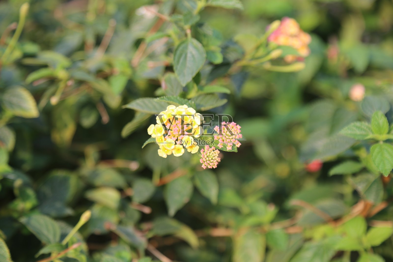 蓝花楹是一种优雅的灌木，具有浓密的叶子和明亮多彩的花朵，夏季和秋季盛开。照片摄影图片