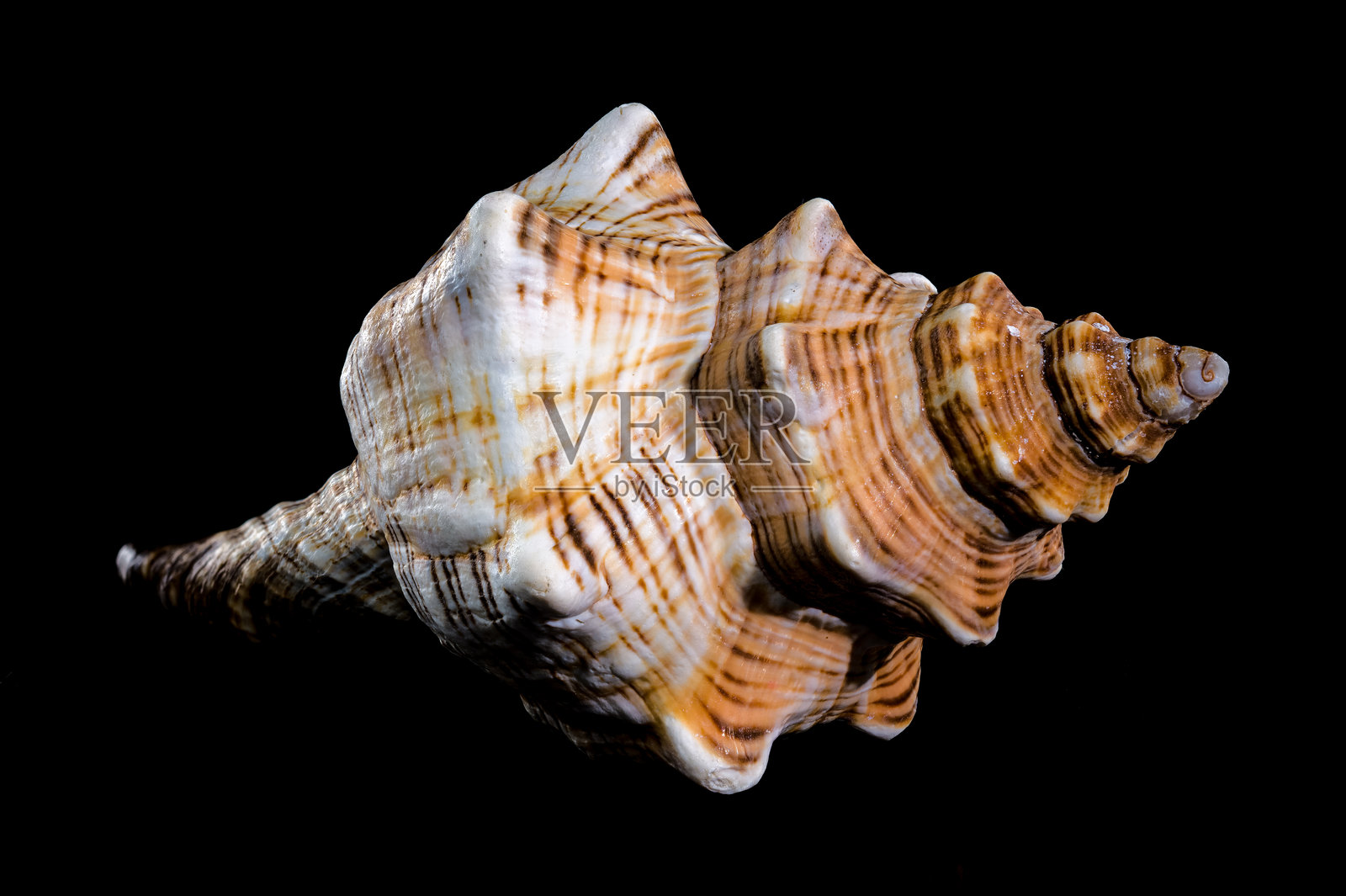 平顶螺或平顶马螺壳照片摄影图片