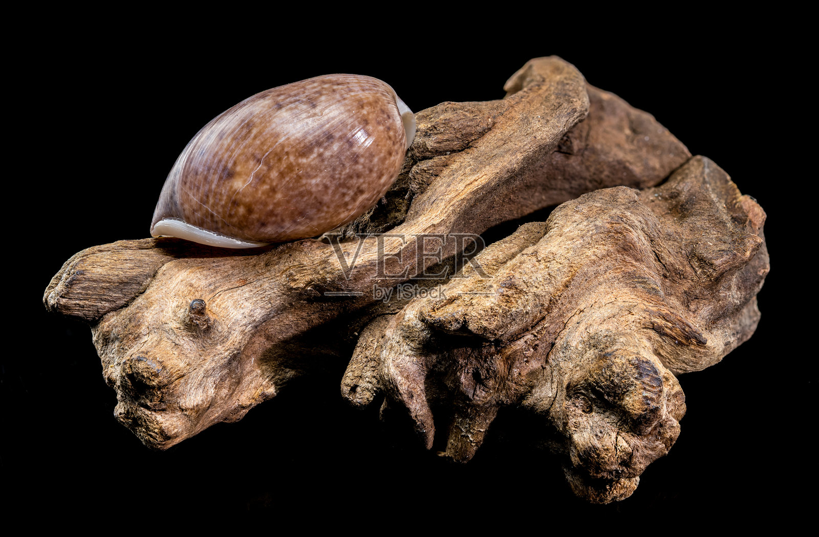 漂流木上的棕色气泡蜗牛Bulla quoyii，黑色背景照片摄影图片