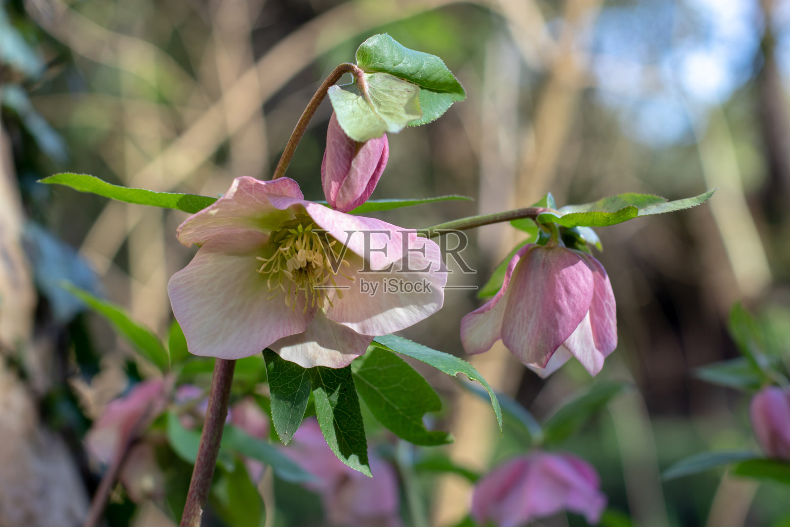 紫色的冬季玫瑰杂交种在阳光明媚的春季花园中照片摄影图片