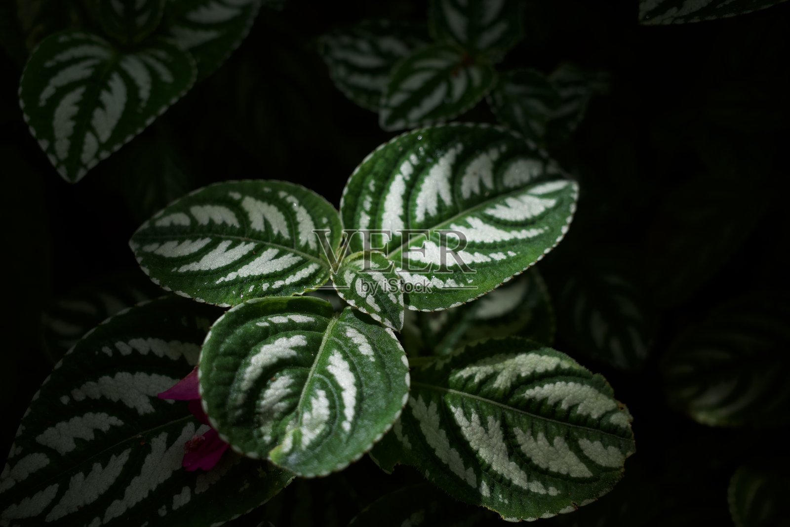 银边虎尾兰照片摄影图片