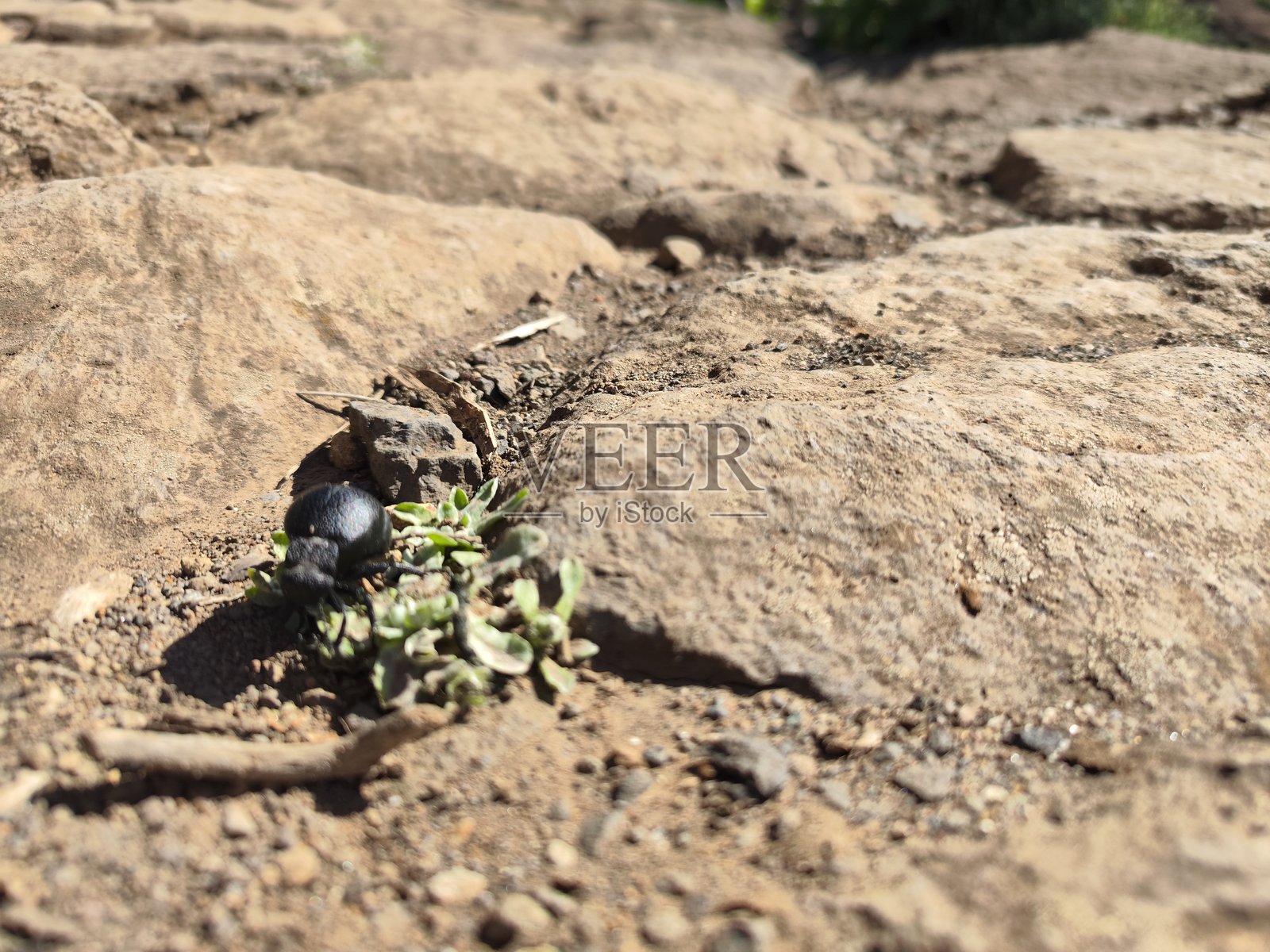 加那利群岛的甲虫照片摄影图片