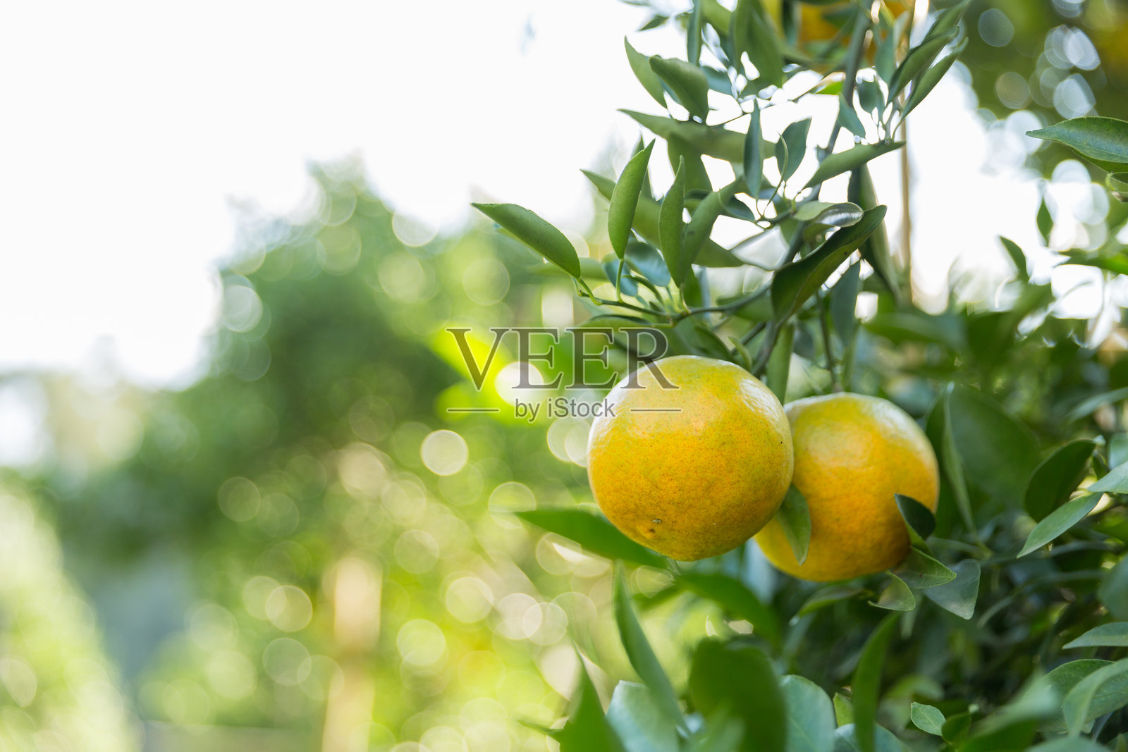 商业概念自然围绕着柑橘果园，橙树生长，鲜艳的水果和茂盛的叶子形成了令人惊叹的背景，绿色花园中繁茂的作物枝头挂满了成熟的果实。照片摄影图片