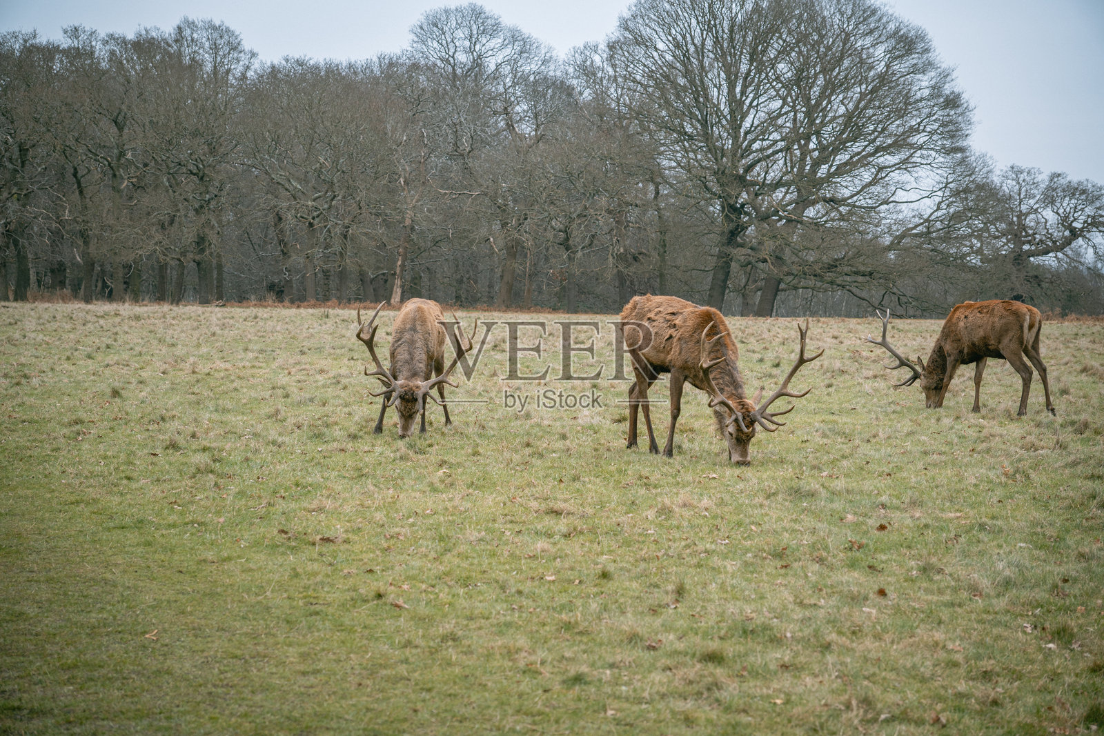里士满公园。野生鹿在漫游照片摄影图片