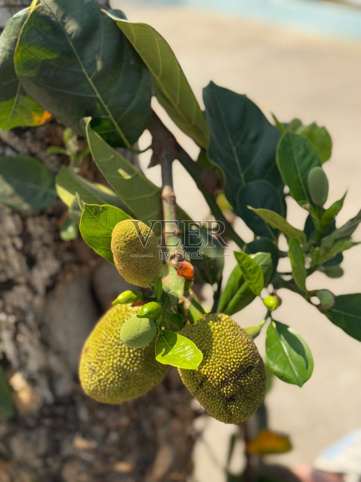 树上的菠萝蜜，花园中的特写照片照片摄影图片