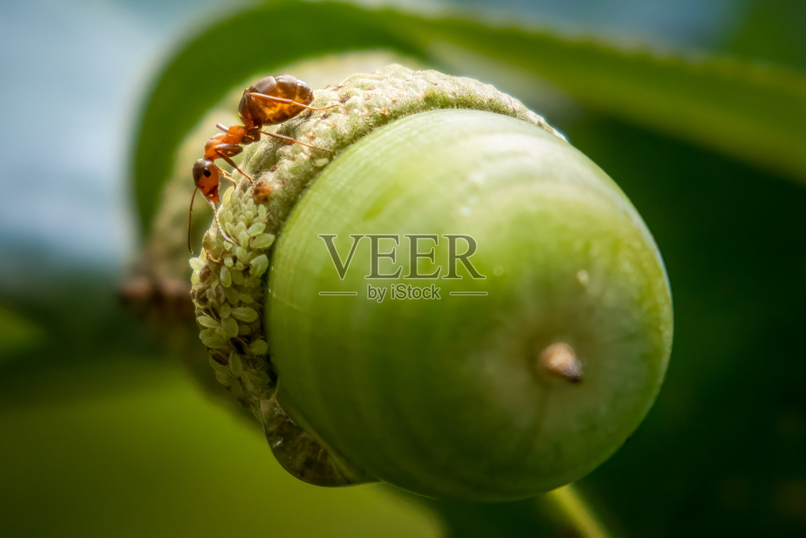 绿色橡树叶照片摄影图片