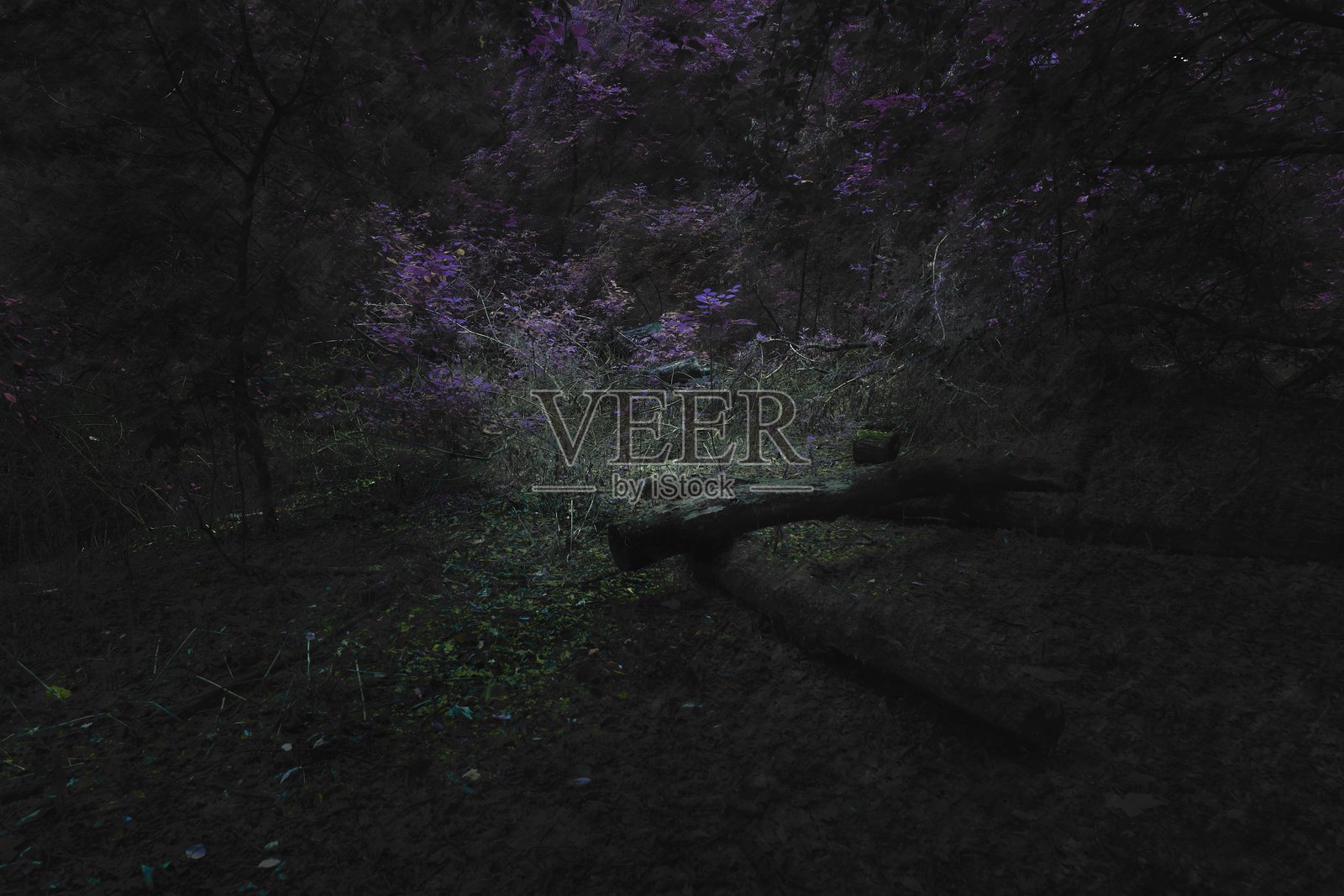 黑暗超现实色彩的森林摄影，恐怖艺术照片摄影图片