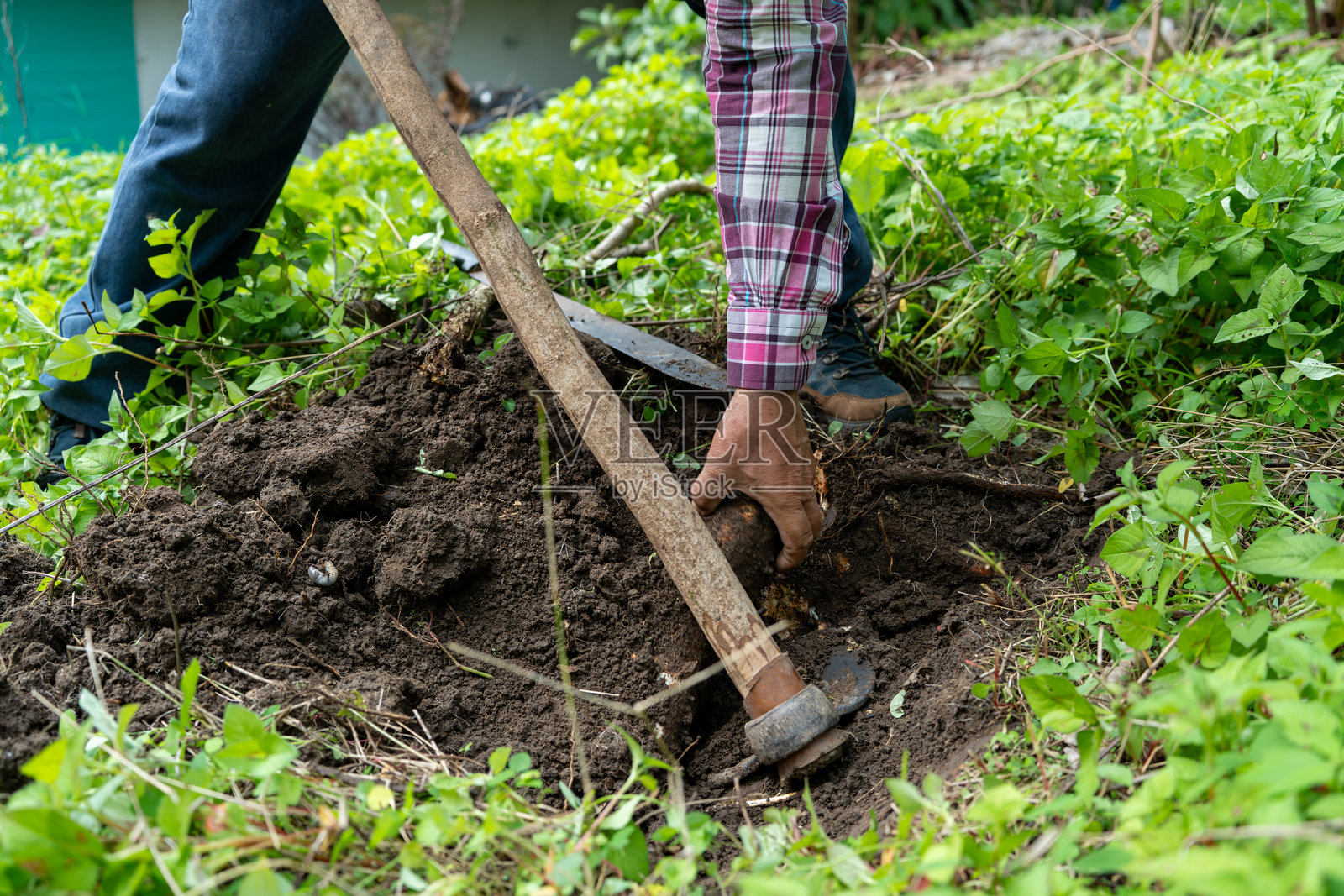 农民在收获木薯的过程中从地里收集块茎照片摄影图片