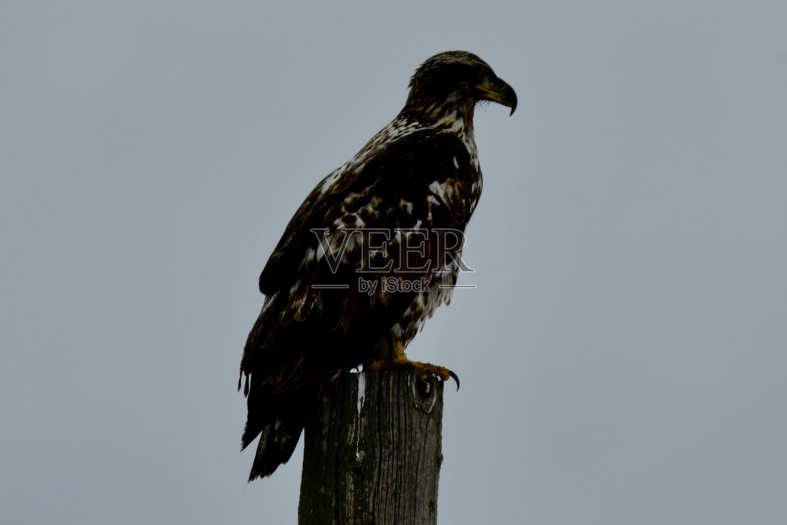 鹰照片摄影图片