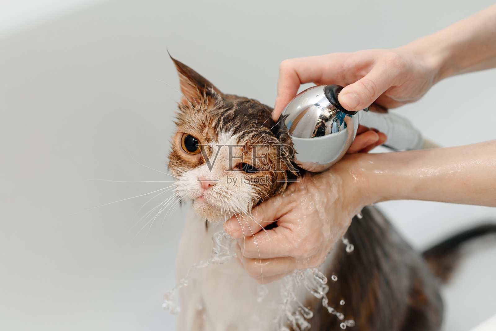 在白色浴缸里洗澡的烟熏猫照片摄影图片