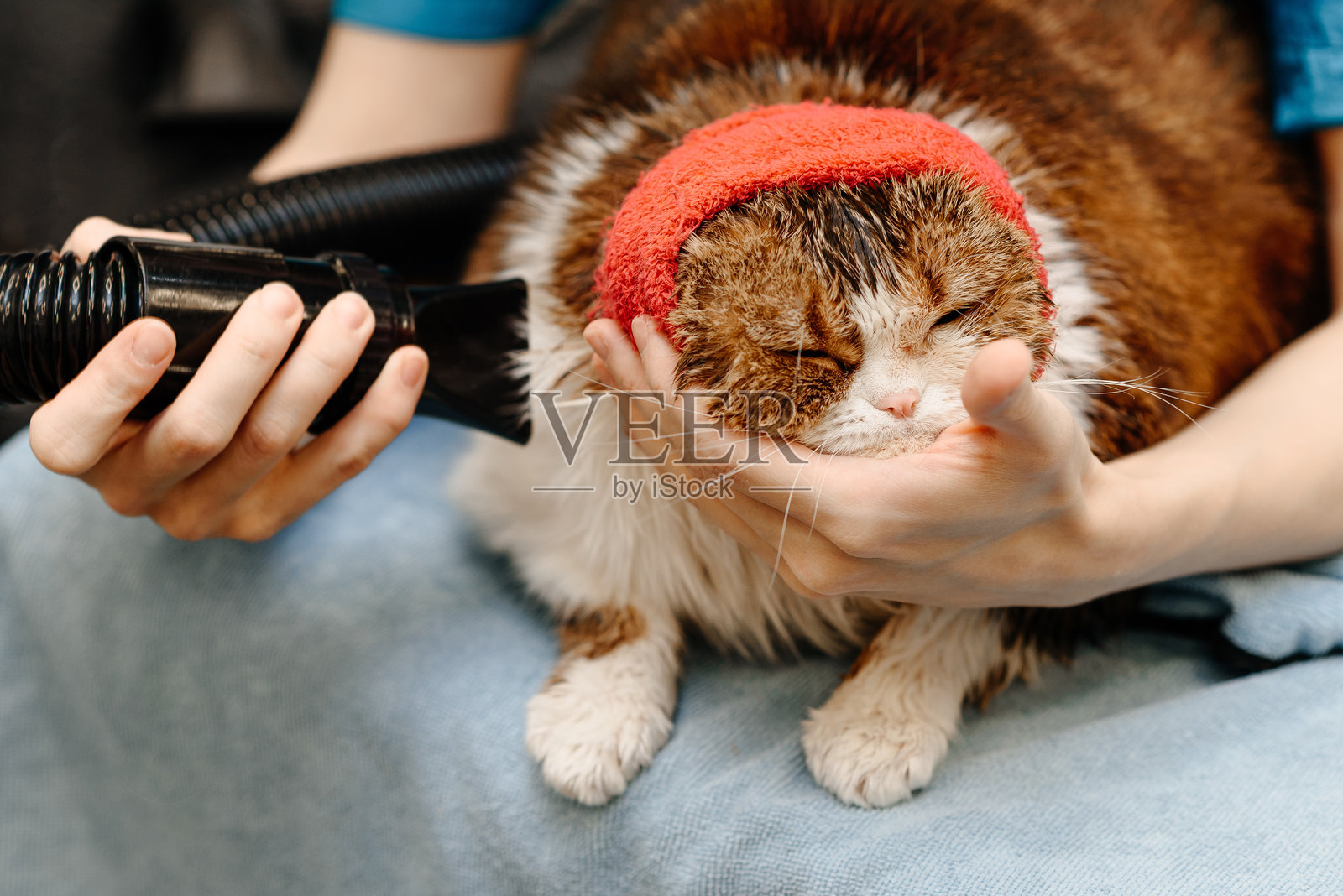 美容师用风扇给猫吹干毛发照片摄影图片