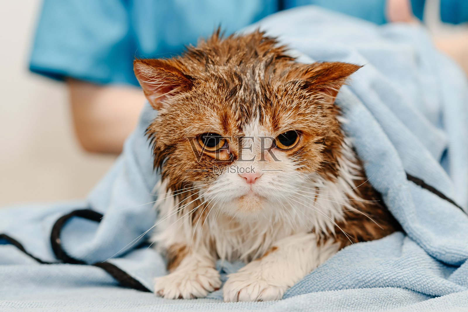 生气的猫用浴巾擦干自己照片摄影图片