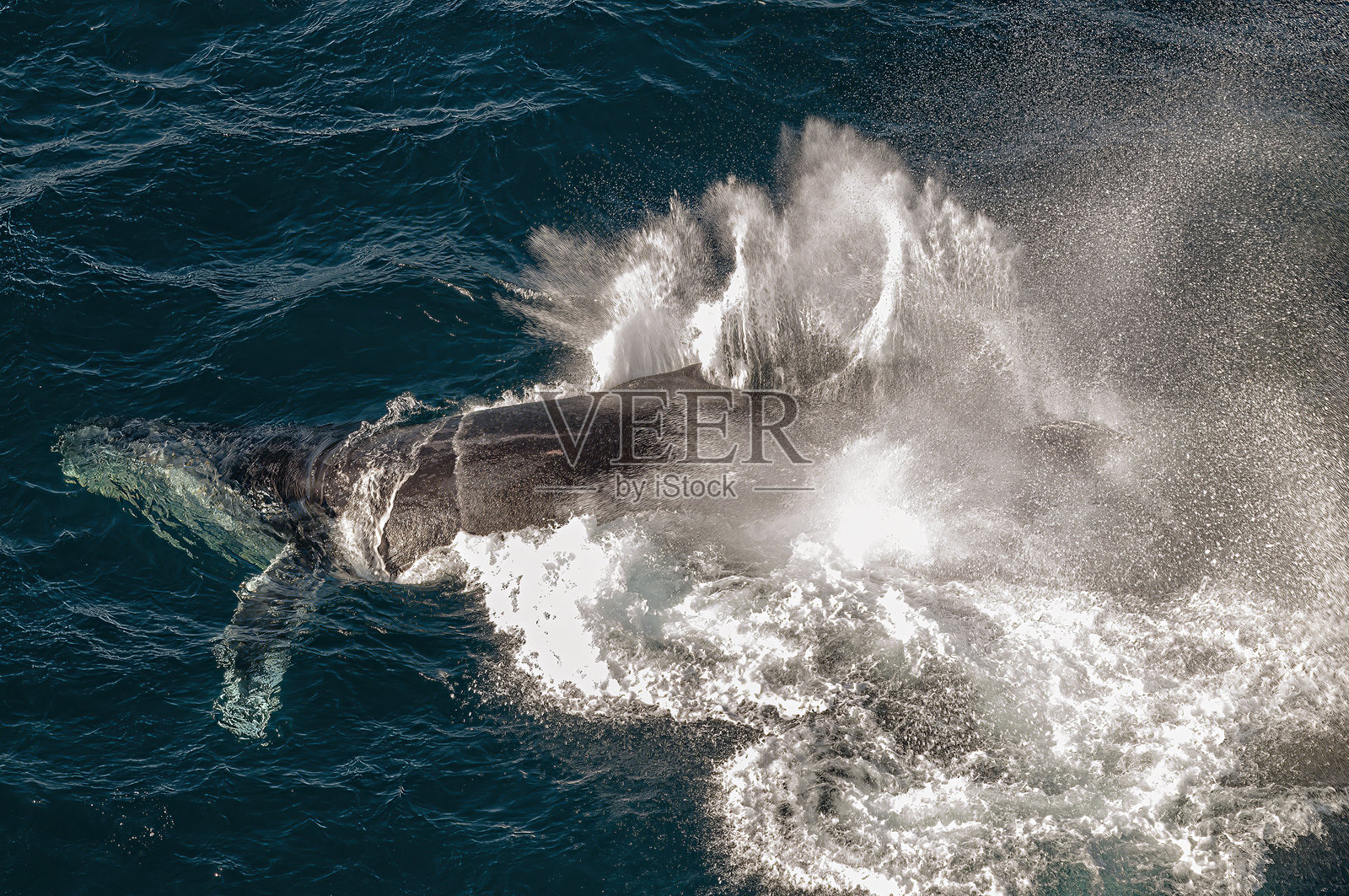 雄性座头鲸照片摄影图片
