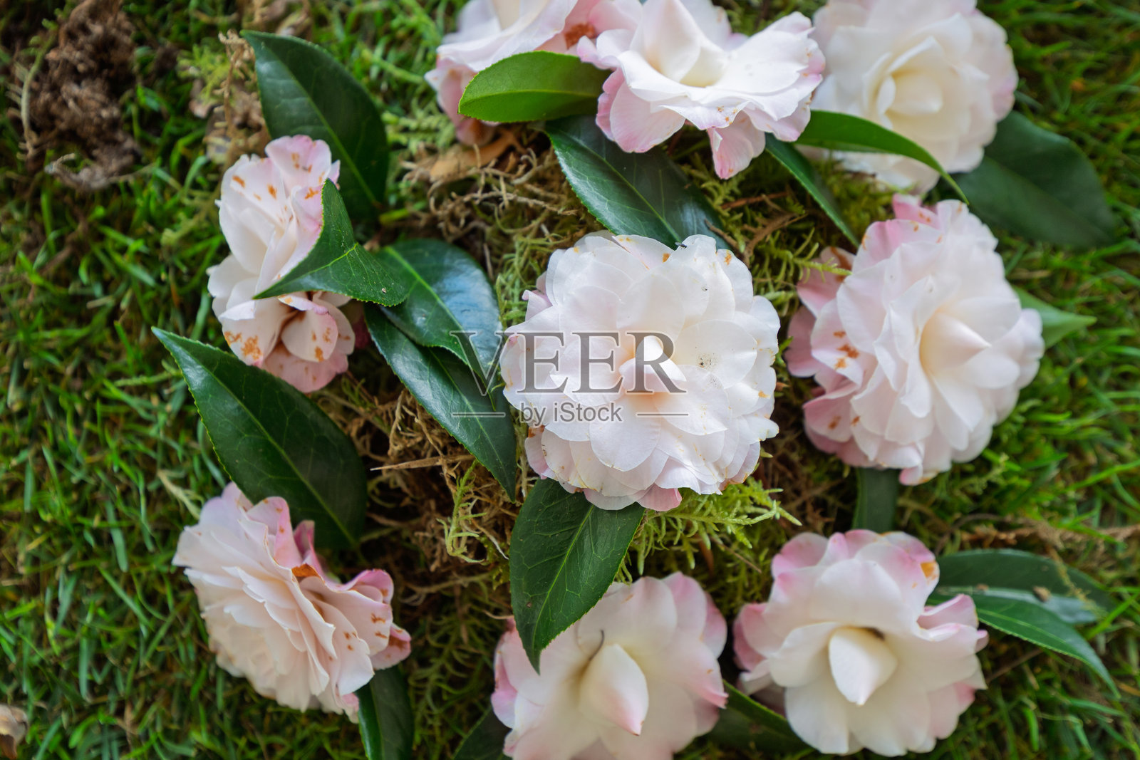 鲜艳的山茶花照片摄影图片