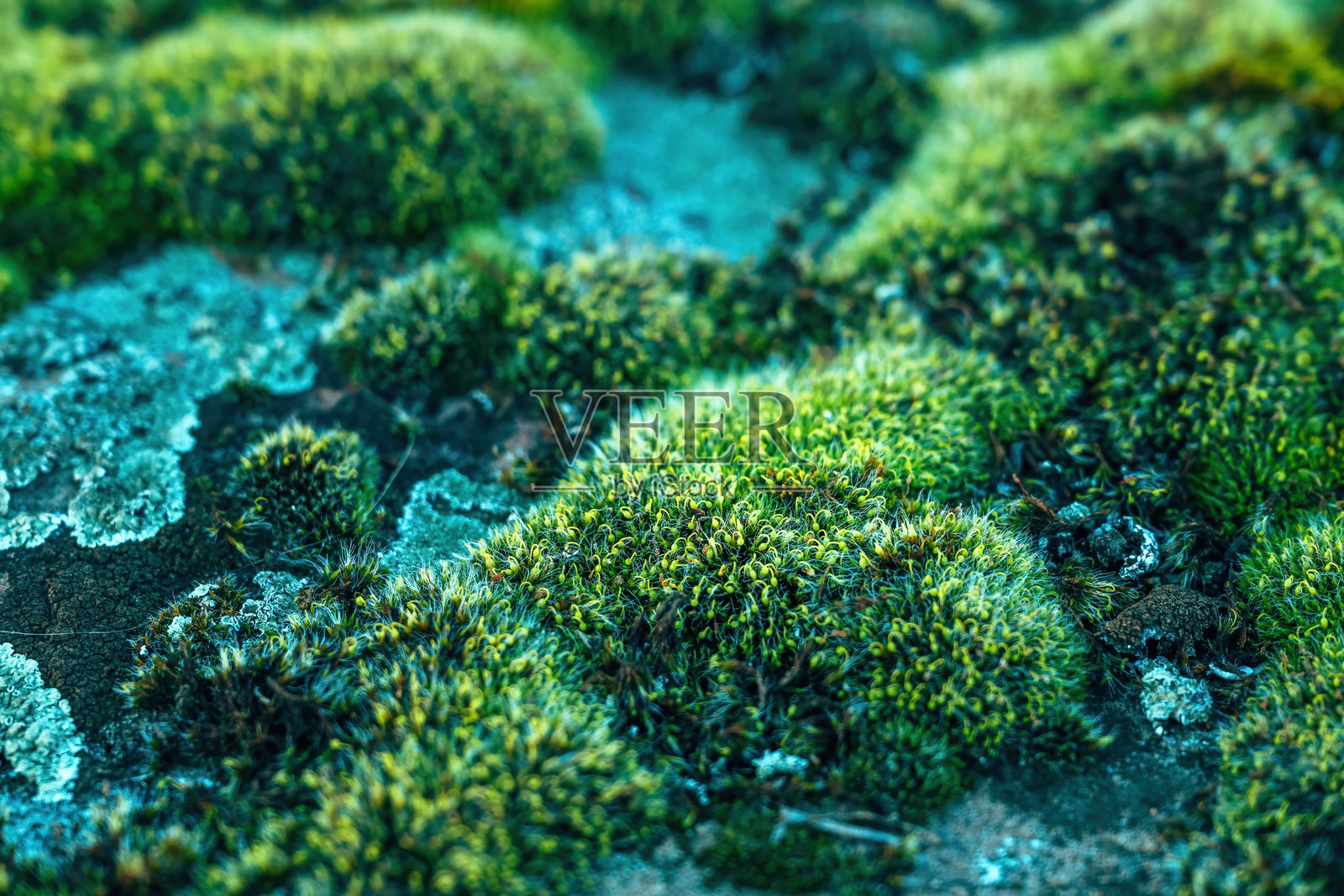 浓密绿色苔藓的特写镜头照片摄影图片