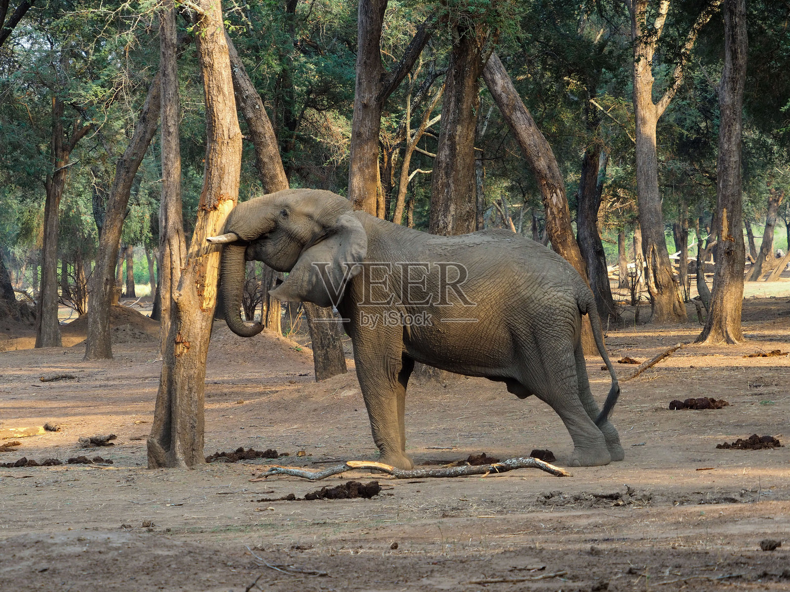 非洲象试图推倒一棵树照片摄影图片
