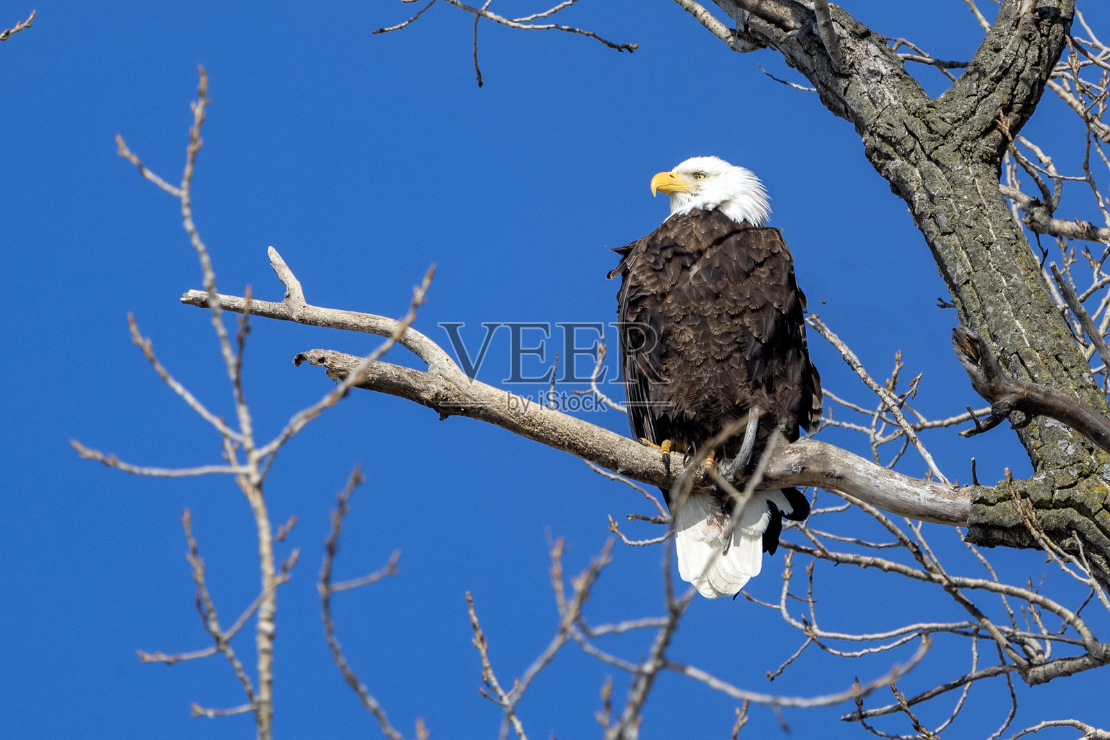 鹰照片摄影图片