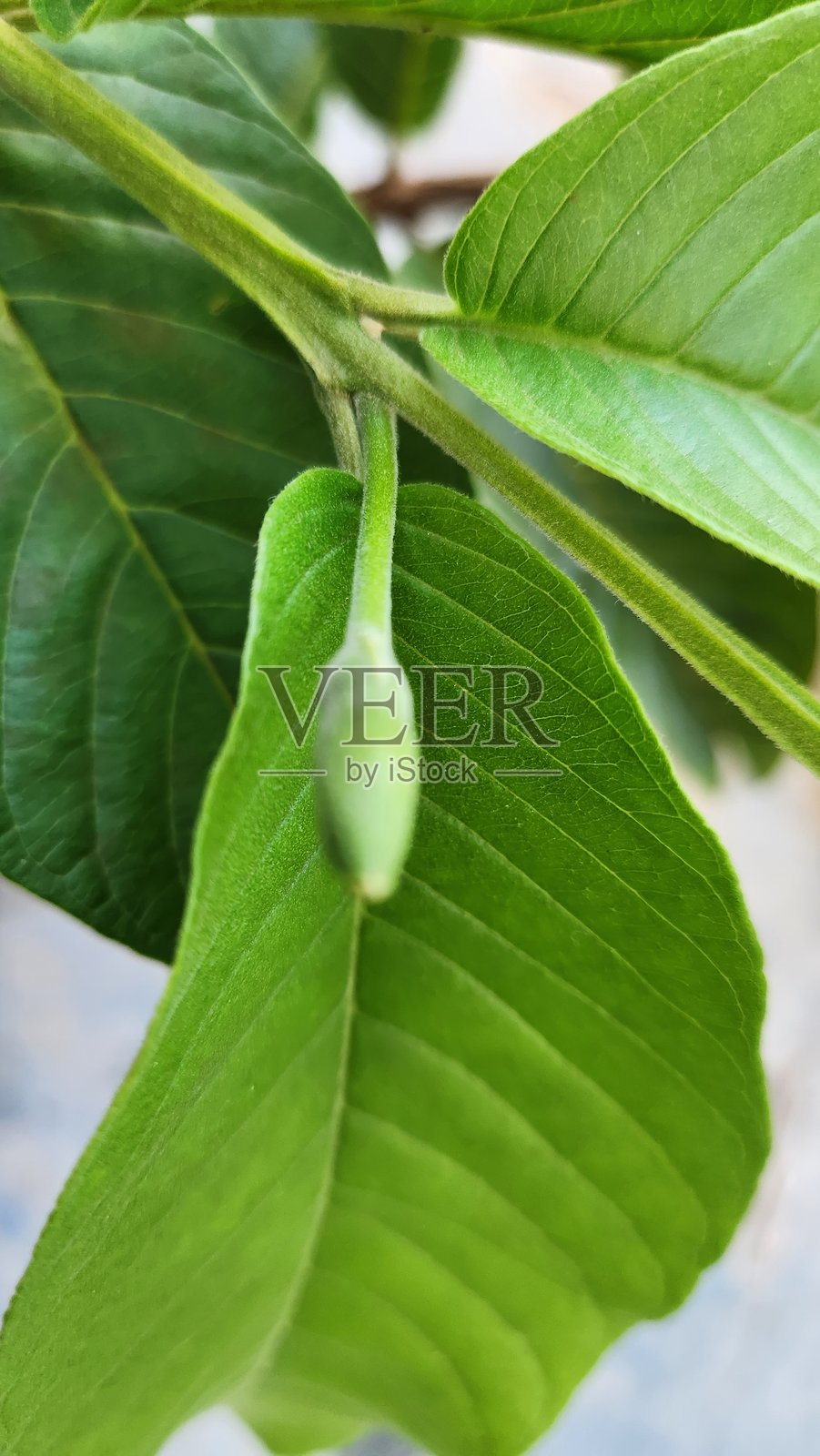 番石榴树的花蕾在叶子间悄然出现，受到萼片的保护。很快，它们会绽放成盛满金色雄蕊的白色花朵。这一转变标志着植物繁殖阶段的开始，对果实的形成至关重要。照片摄影图片