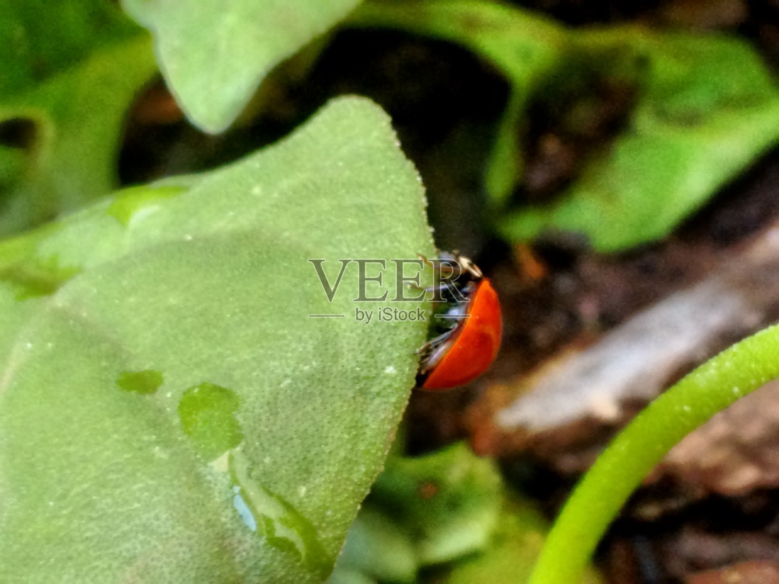在菠菜叶上，一只瓢虫缓慢地行走，寻找蚜虫。它鲜艳的颜色与植物的绿色形成鲜明对比，执行着重要的害虫控制任务。照片摄影图片