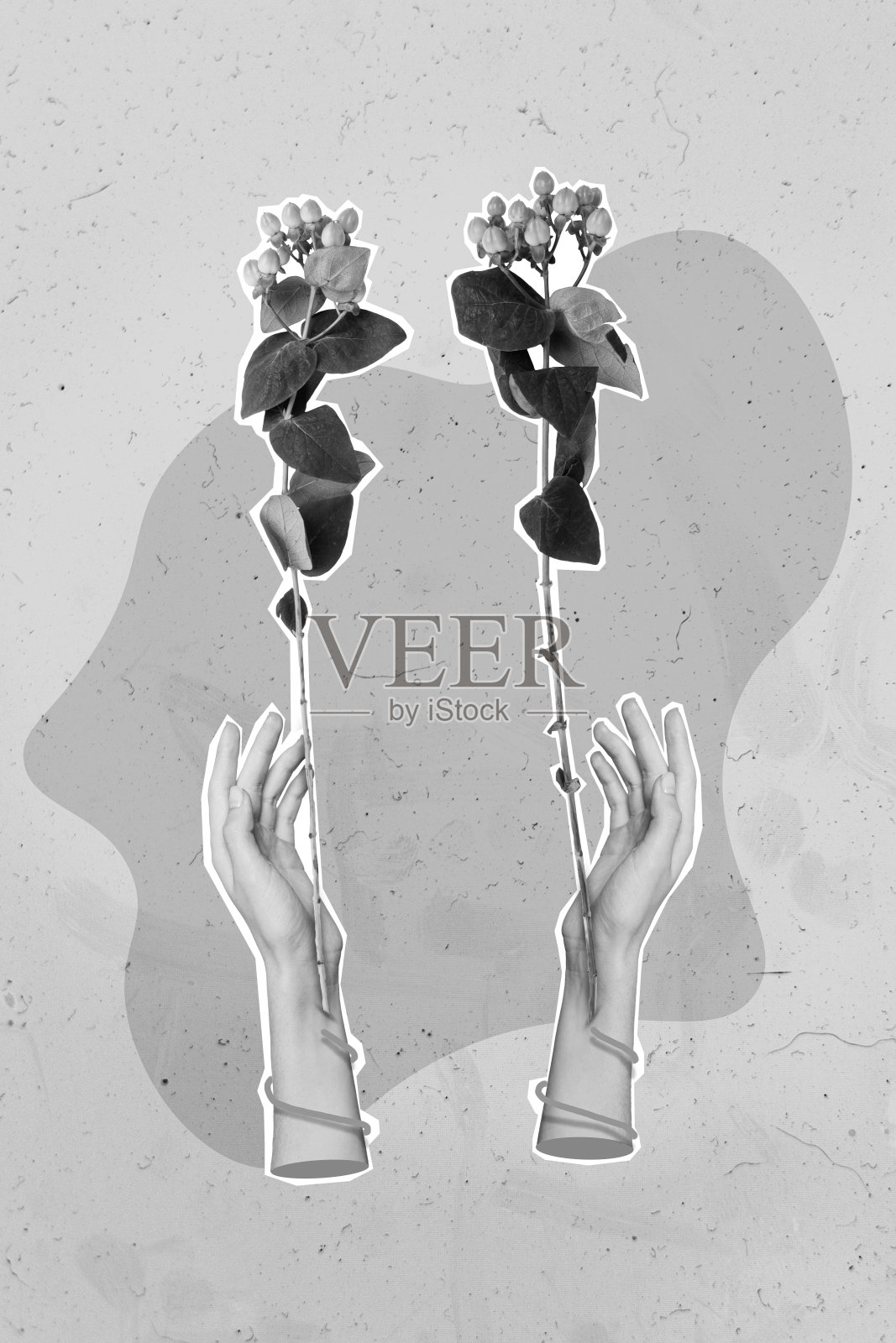 垂直拼贴肖像，两个黑白效果的手臂相连，生长出花朵，背景为涂鸦风格。照片摄影图片