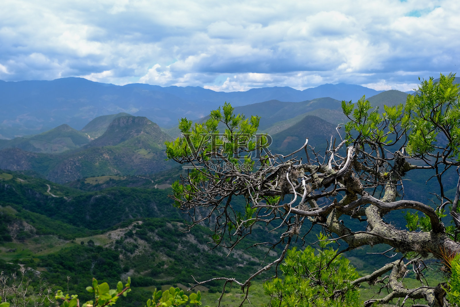 一根带有绿叶的树枝，前景是绿色的山脉和山谷。照片摄影图片