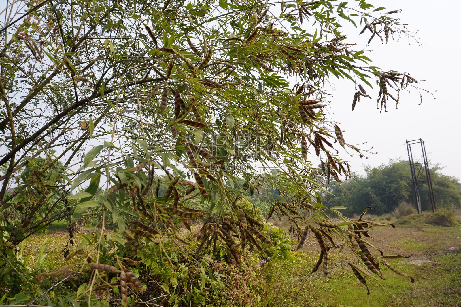 黄豆植物在自然背景下结满了黄豆照片摄影图片