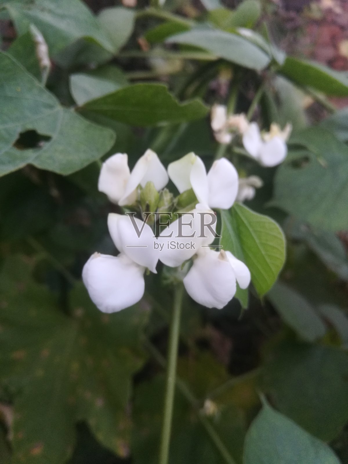 植物上的白色花朵景观照片摄影图片