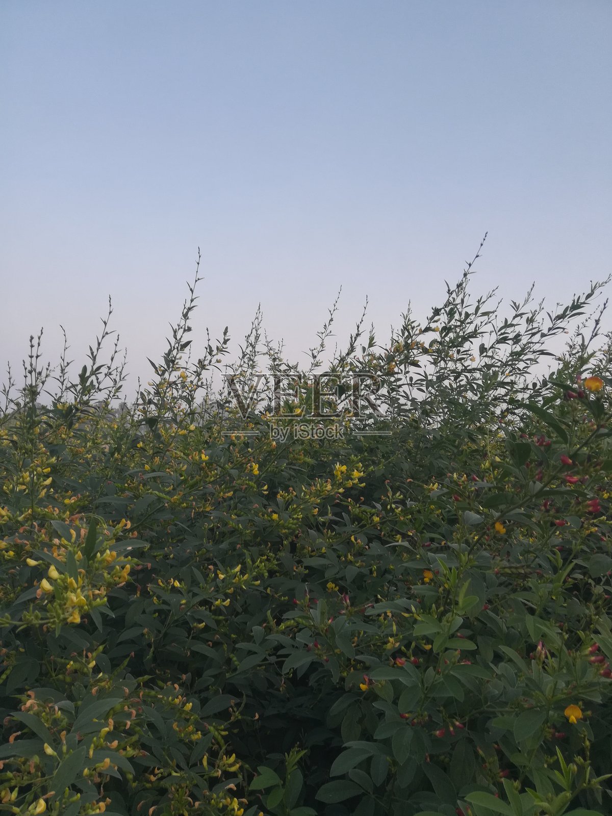 黄色豌豆的绿色植物视角照片摄影图片