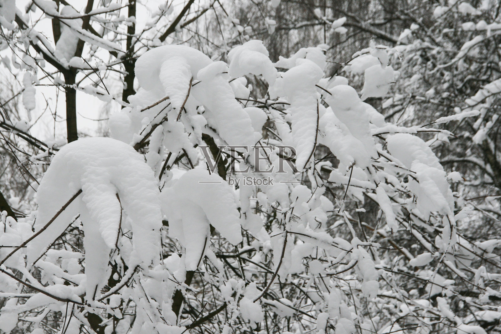 雪-covered冬季森林照片摄影图片