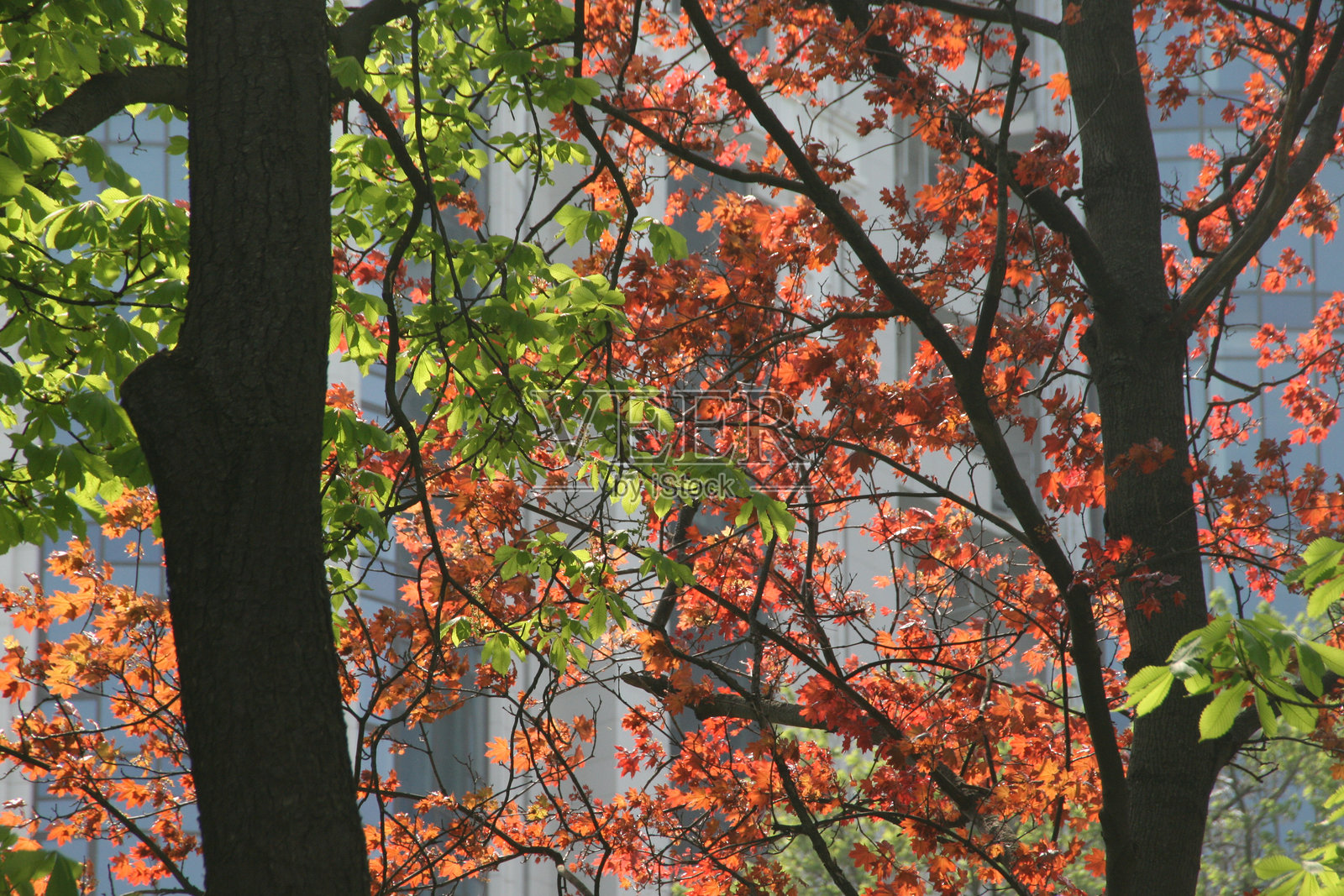 绿叶和红叶的树木照片摄影图片