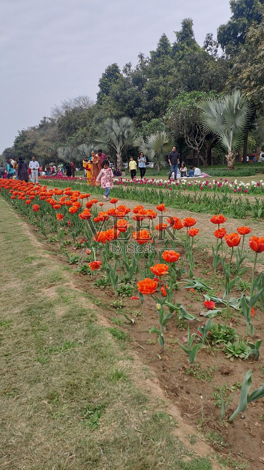 新德里香提小道的郁金香节照片摄影图片