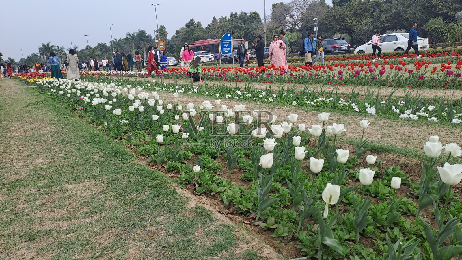 新德里香提小道的郁金香节照片摄影图片