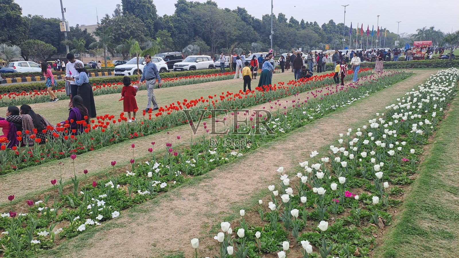 新德里香提小道的郁金香节照片摄影图片