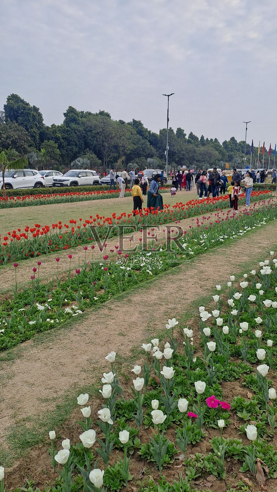 新德里香提小道的郁金香节照片摄影图片